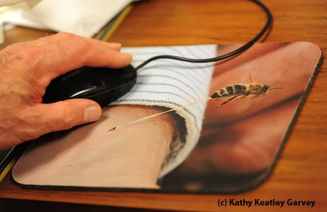 Eric Mussen using his mouse pad. (Photo by Kathy Keatley Garvey)