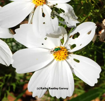 A spotted cucumber beetle and a green metallic sweat bee sharing a cosmos. (Photo by Kathy Keatley Garvey)