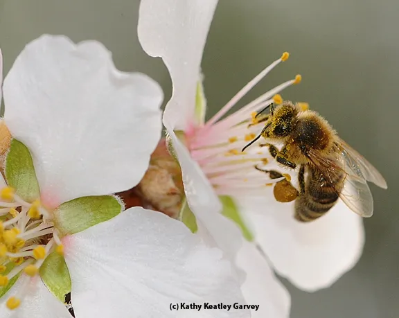 When February arrives, honey bees will be out pollinating the almonds. (Photo by Kathy Keatley Garvey)