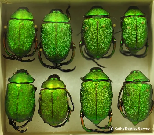 These jewel beetles will be displayed at the Bohart Museum's open house. (Photo by Kathy Keatley Garvey)
