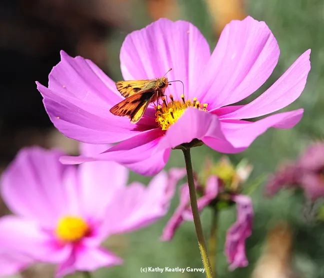 A skipper on a cosmos. (Photo by Kathy Keatley Garvey)