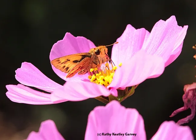 Close-up of a skipper. (Photo by Kathy Keatley Garvey)