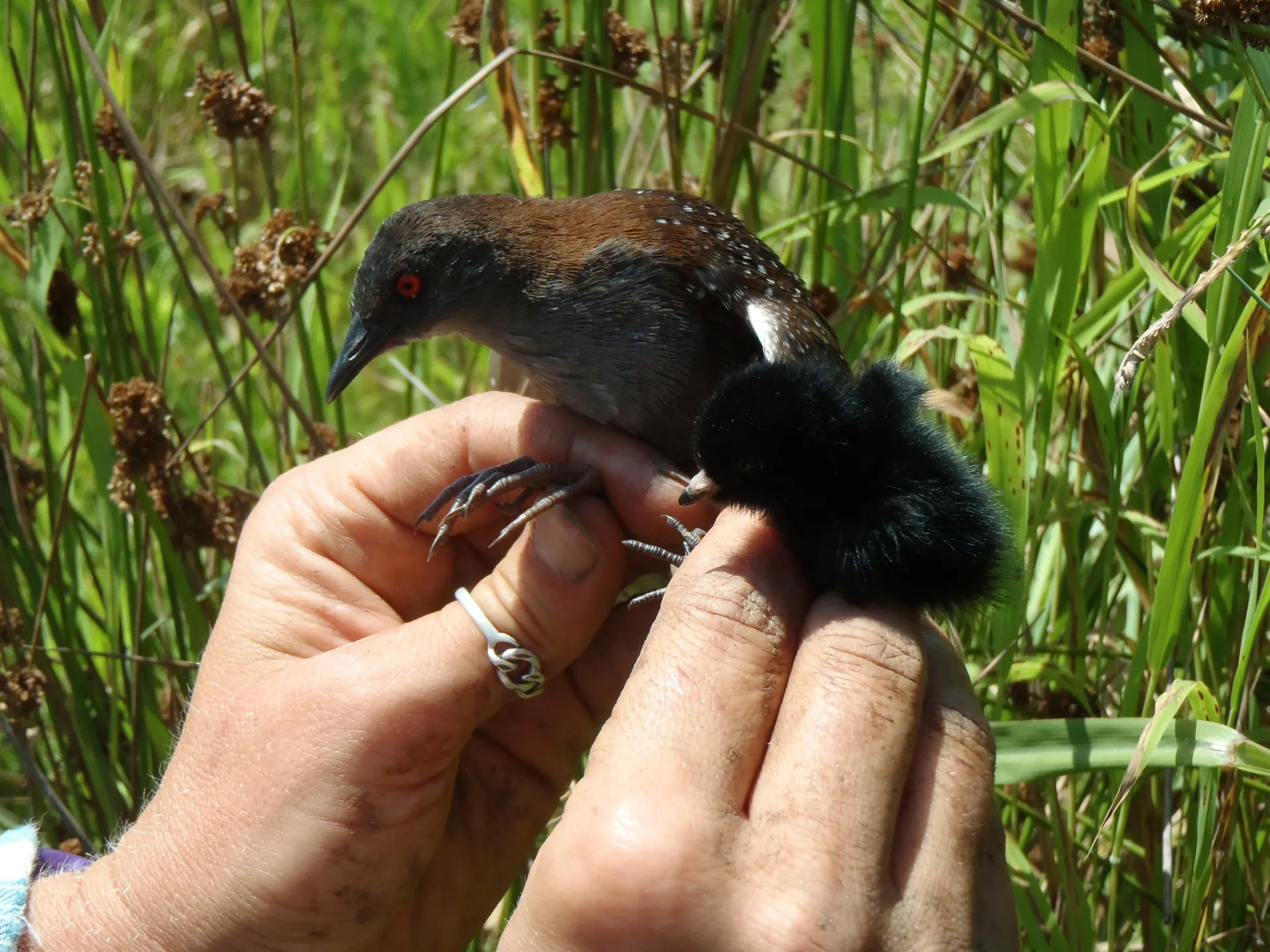 Image of a California Black Rail