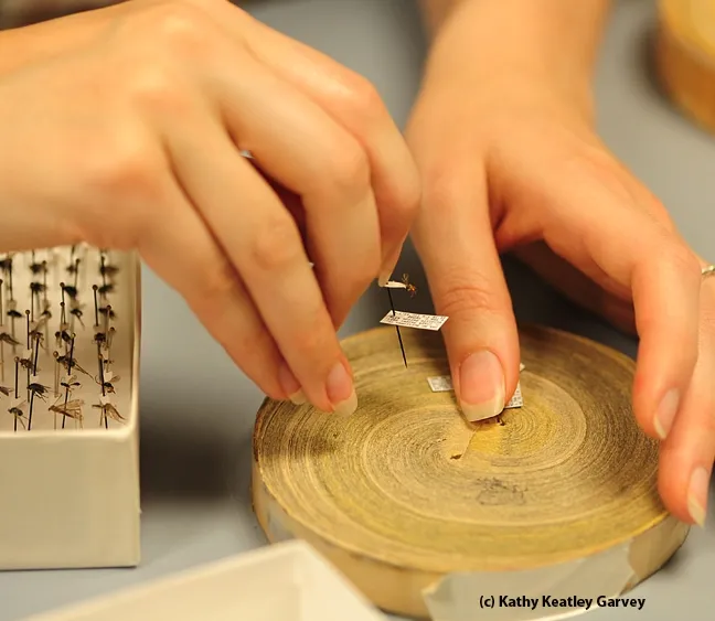 A Bohart Museum volunteer at work. (Photo by Kathy Keatley Garvey)