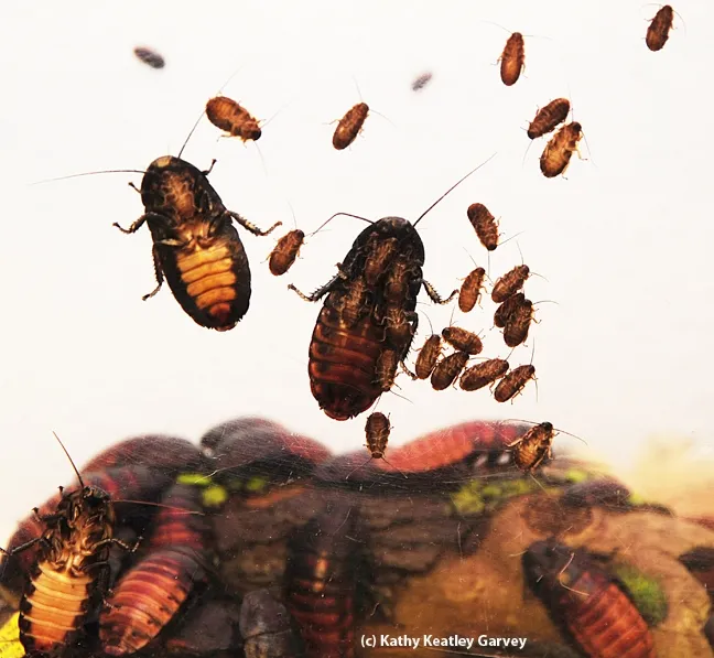 Madgascar hissing cockroaches are a popular attraction at the Bohart Museum. (Photo by Kathy Keatley Garvey)