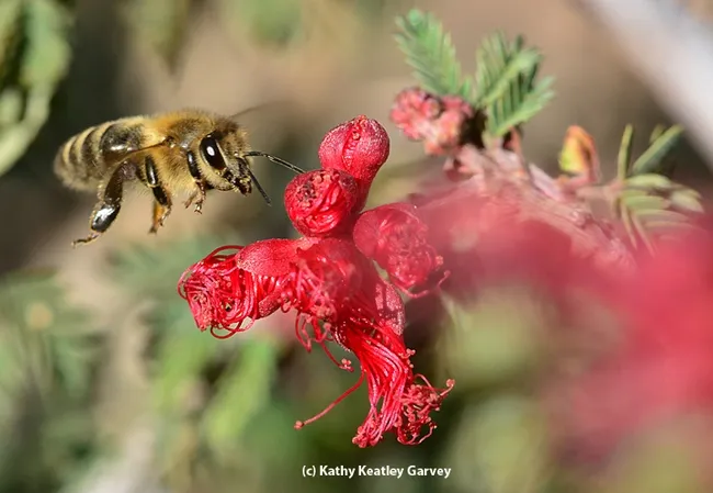This honey bee was not aware of the "no fly" list; bees don't usually fly when the temperature is 49 degrees, but this one did. (Photo by Kathy Keatley Garvey)