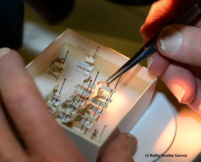 Entomologist Jerry Powell selects a specimen. (Photo by Kathy Keatley Garvey)