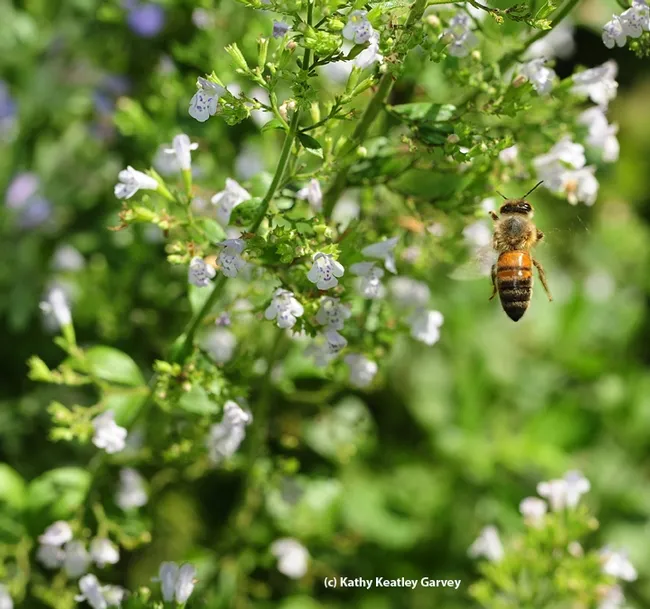 A honey bee foraging in Melissa's Garden. (Photo by Kathy Keatley Garvey)