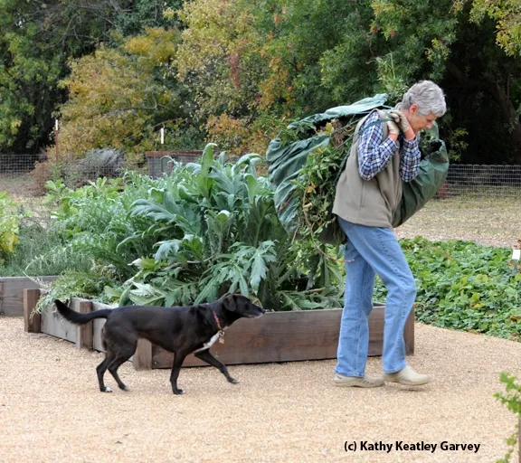 Olive faithfully follows Kris Kolb as she hauls away clippings. (Photo by Kathy Keatley Garvey)