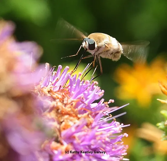 Bee fly mimicking a helicopter--or does a helicopter mimic a bee fly? (Photo by Kathy Keatley Garvey)