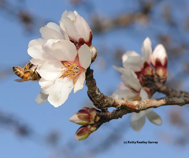 It will be a few weeks until we see scenes like this. This photo was taken Feb. 11, 2013. (Photo by Kathy Keatley Garvey)