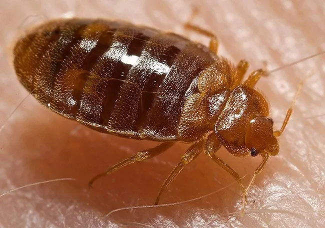 Bed bug. (Photo by Piotr Naskrecki, courtesty of the Centers for Disease Control and Prevention.)