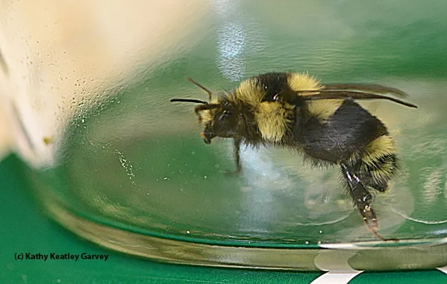The "porch light" bumble bee. (Photo by Kathy Keatley Garvey)
