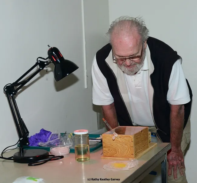 Bumble bee expert and UC Davis emeritus professor Robbin Thorp checks the trio. (Photo by Kathy Keatley Garvey)