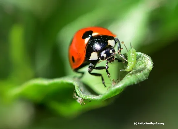 Predator and the prey. (Photo by Kathy Keatley Garvey
