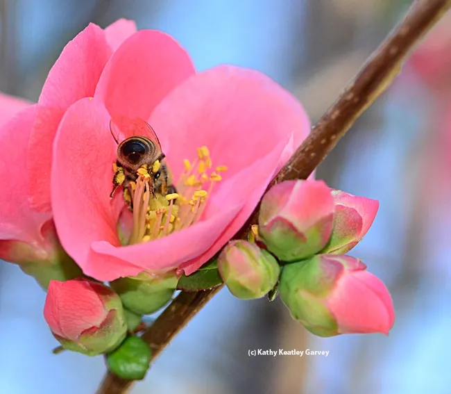 Bottoms up. (Photo by Kathy Keatley Garvey)