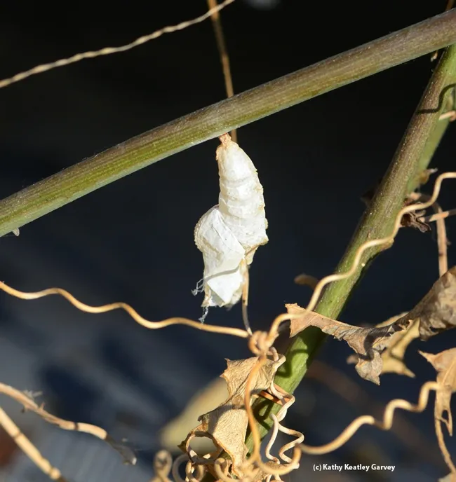 An empty chrysalis: a Gulf Fritillary butterfly had earlier emerged. (Photo by Kathy Keatley Garvey)