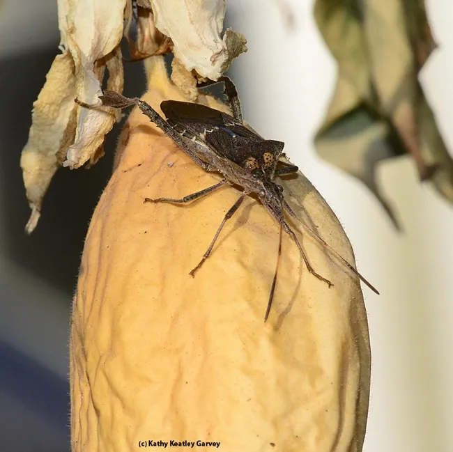 A leaffooted bug on the seed pod of a passionflower vine. (Photo by Kathy Keatley Garvey)