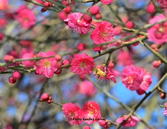 An Italian bee forages in the red Japanese apricot, Prunus mume "Matsubara red." (Photo by Kathy Keatley Garvey)
