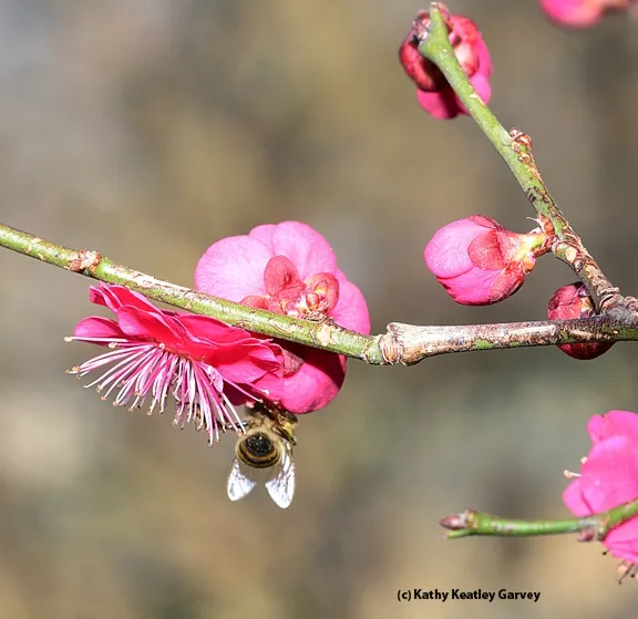 Silver wings glint in the mid-day sun. (Photo by Kathy Keatley Garvey)