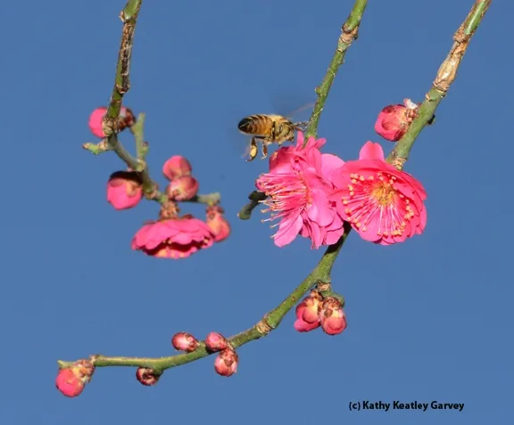 Packing yellow pollen, this bee is colony-bound. (Photo by Kathy Keatley Garvey)