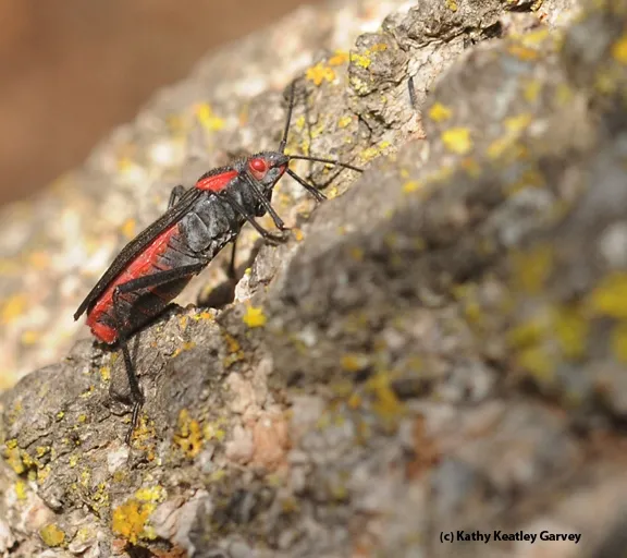 The soapberry bug is one of the insects that Scott Carroll studies. See his website at http://soapberrybug.org/. (Photo by Kathy Keatley Garvey)