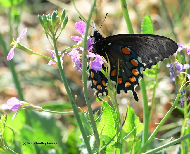 Pipevine Swallowtail, Battis philenor, nectaring on radish on Gates Canyon Road, Vacaville. (Photo by Kathy Keatley Garvey)