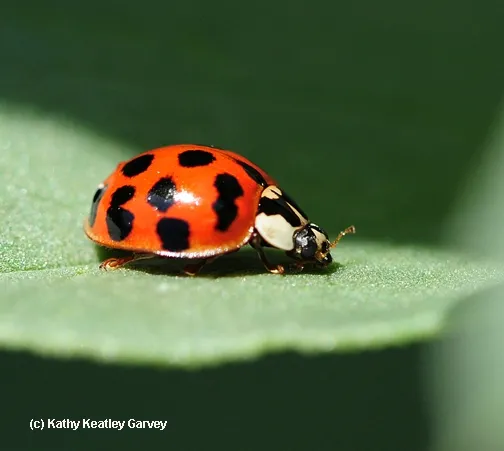 A lady beetle, aka lady bug, is a "lady in red." (Photo by Kathy Keatley)