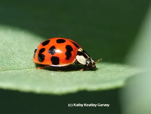 Ladybug resting on a leaf. (Photo by Kathy Keatley Garvey)