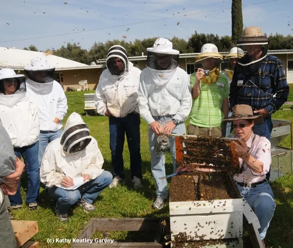 Bee breeder-geneticist Susan Cobey (kneeling at right) at one of her queen bee-rearing classes at UC Davis. (Photo by Kathy Keatley Garvey)
