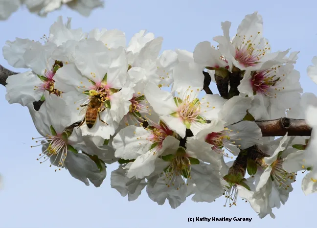 Springlike scene--a honey bee foraging in almond blossoms. (Photo by Kathy Keatley Garvey