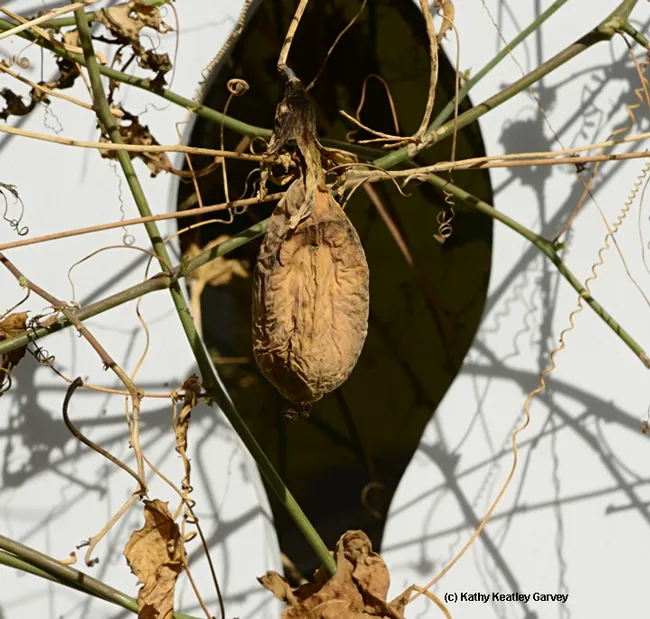A seed pod from a passionflower vine. (Photo by Kathy Keatley Garvey