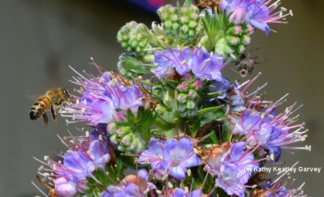 Honey bee targeting an Echium. (Photo by Kathy Keatley Garvey)