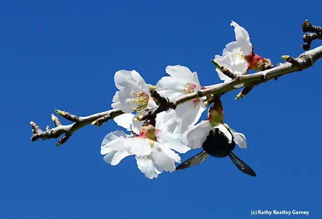 Female Valley carpenter bee meets almonds blossom. She's shaking her thoracic muscles to loosen the pollen. (Photo by Kathy Keatley Garvey)