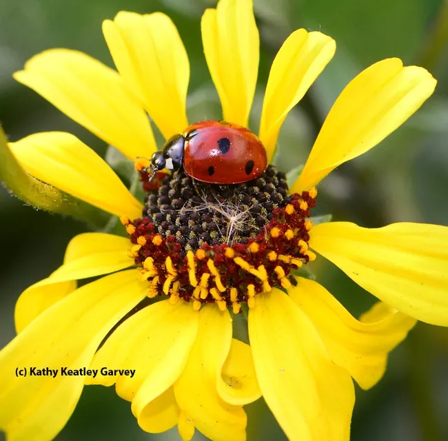 Ladybug prowling for aphids on brittlebush, Encelia californica. (Photo by Kathy Keatley Garvey)