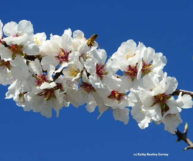 Pollen-packing honey bee dives in head first. (Photo by Kathy Keatley Garvey)