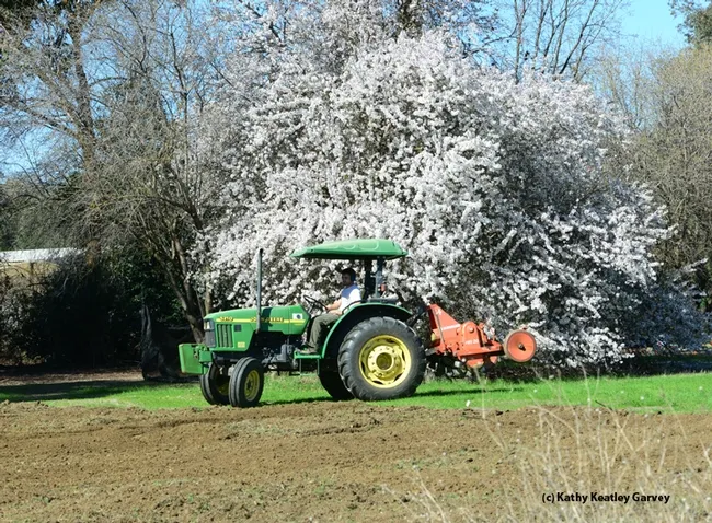 Land around an almond tree on Bee Biology Road is being prepared for UC Davis pollination ecology plots. (Photo by Kathy Keatley Garvey)