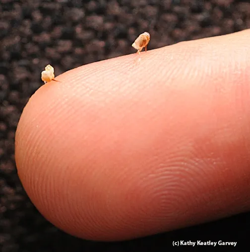 Close-up of two stings. (Photo by Kathy Keatley Garvey)