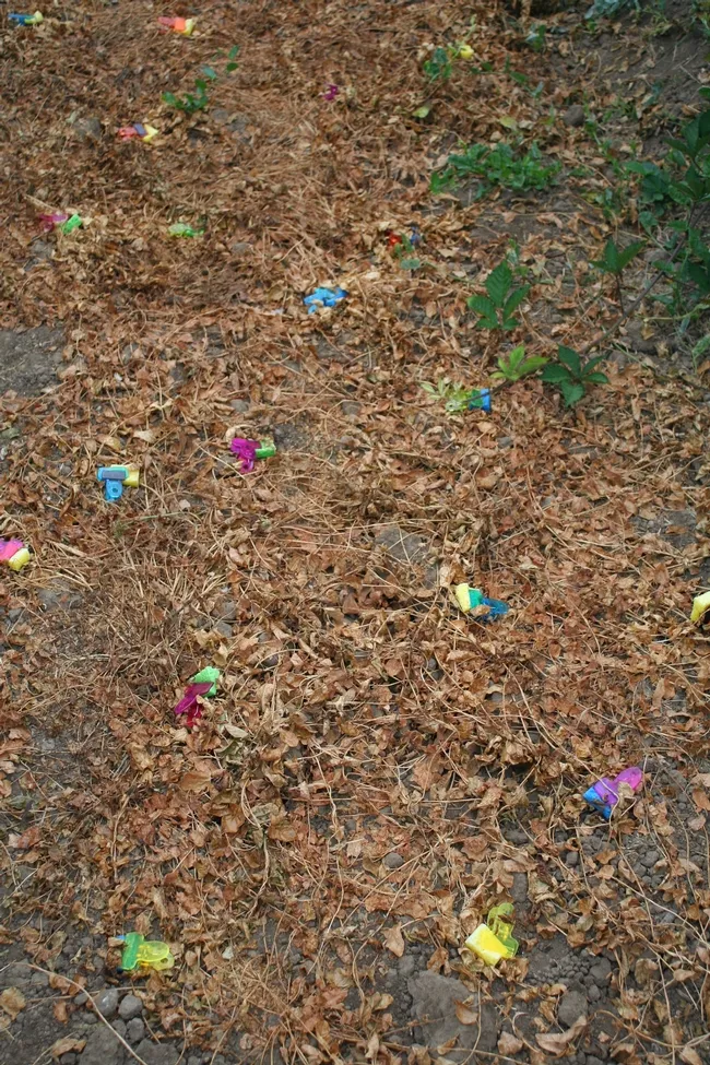 Photo 5: Field bindweed plants two weeks after having been treated with Roundup saturated sponges clipped onto individual leaves.
