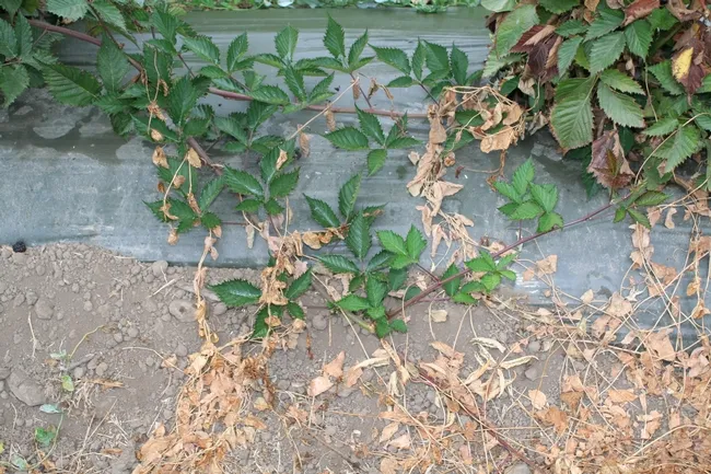 Photo 6: Bindweed vine arising from plants treated by ropewick application interspersed among healthy blackberry canes.