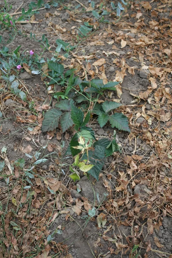 Photo 7: Glyphosate damage on blackberry—very sensitive