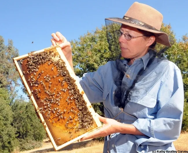 Bee breeder-geneticist Susan Cobey, formerly of UC Davis and now of Washington State University, examines a frame. (Photo by Kathy Keatley Garvey)