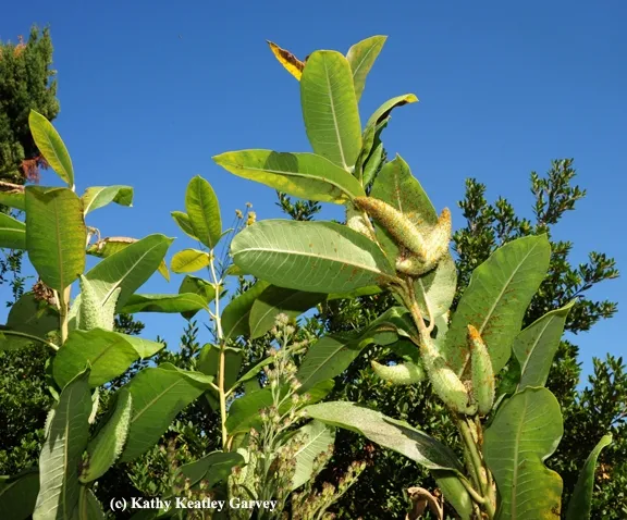 This is a milkweed, the host plant of the monarch. This photo was taken in the Melissa Garden, Healdsberg. http://www.themelissagarden.com/ (Photo by Kathy Keatley Garvey)