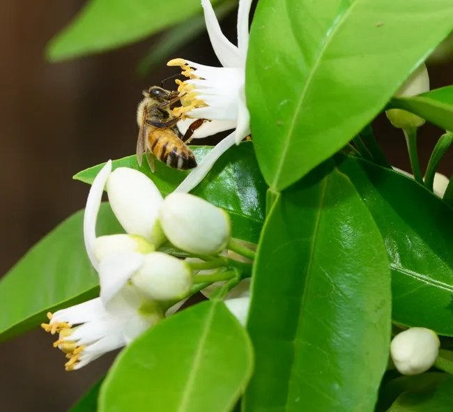 A honey bee pollinating an orange blossom. (Photo by Kathy Keatley Garvey)