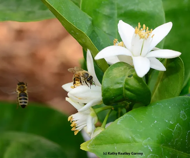 One bee forages while another takes flight. (Photo by Kathy Keatley Garvey)