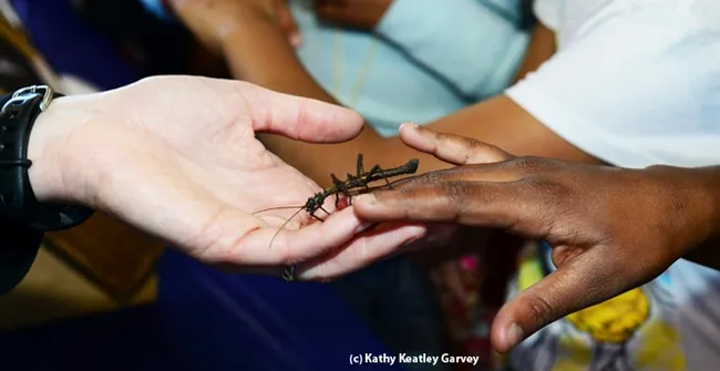 From one hand to another: a walking stick finds a place to walk. (Photo by Kathy Keatley Garvey)
