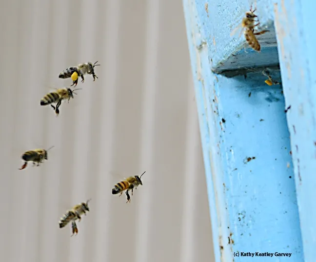 Note the load of yellow pollen. (Photo by Kathy Keatley Garvey)