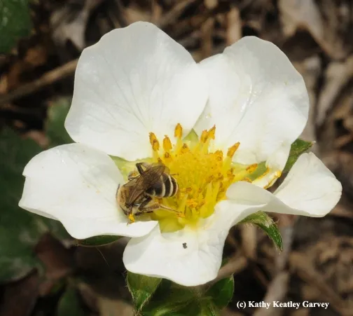 Female of the genus Andrena (Andrenidae) probably Andrena angustitarsata, as identified by Robbin Thorp. This is a native, solitary, ground nesting bee. (Photo by Kathy Keatley Garvey)