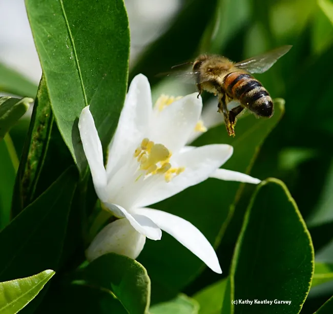 It's the end for one blossom and the beginning of another. (Photo by Kathy Keatley Garvey)