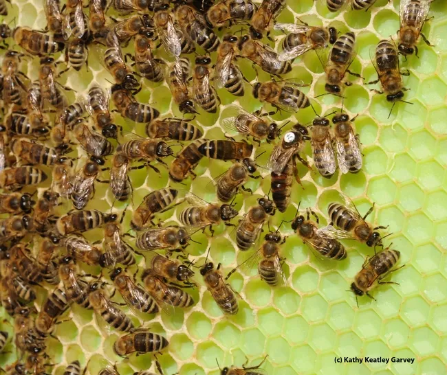 A queen bee and her colony at the Harry H. Laidlaw Jr. Honey Bee Research Facility, UC Davis. (Photo by Kathy Keatley Garvey)